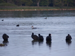 FZ031715 Grebe with fish in beak.jpg